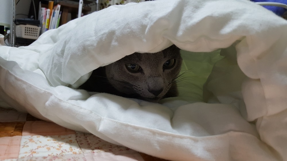 家を暖かくしたいなら 断熱塗料で仕上げるという選択 断熱塗料日進産業ガイナ リフォーム商品 ココデリフォーム一宮店 東海店ブログ ネコデリフォーム部 Cocodereform By名東木材リフォーム部