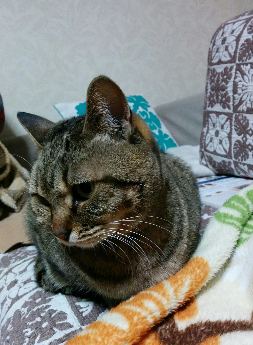 はなちゃん 女の子 ８才 バレンタインチャリティーvo 19 猫部 ココデリフォーム一宮店 東海店ブログ ネコ デリフォーム部 Cocodereform By名東木材リフォーム部