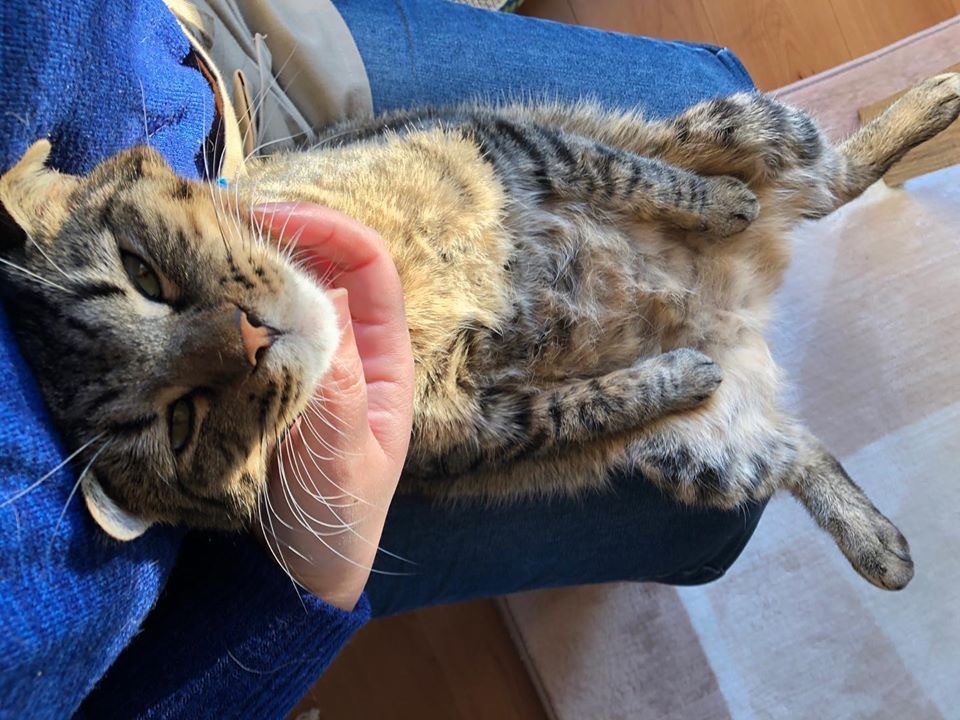 保護猫カフェ1時間体験付き 猫飼い さんの為のリフォーム相談会開催します イベント情報 ココデリフォーム一宮店 東海店ブログ ネコ デリフォーム部 Cocodereform By名東木材リフォーム部